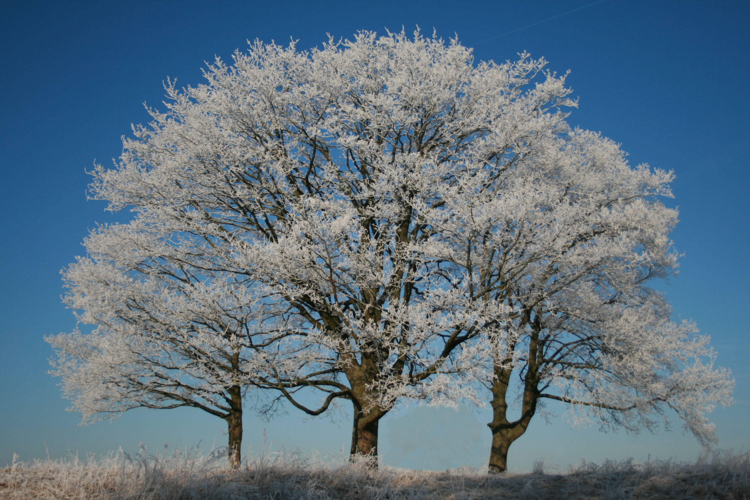 AD Winter